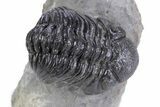 Detailed Austerops Trilobite - Ofaten, Morocco #359609-3